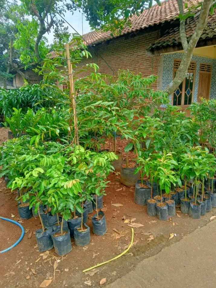 Mangga Kiojay Jumbo